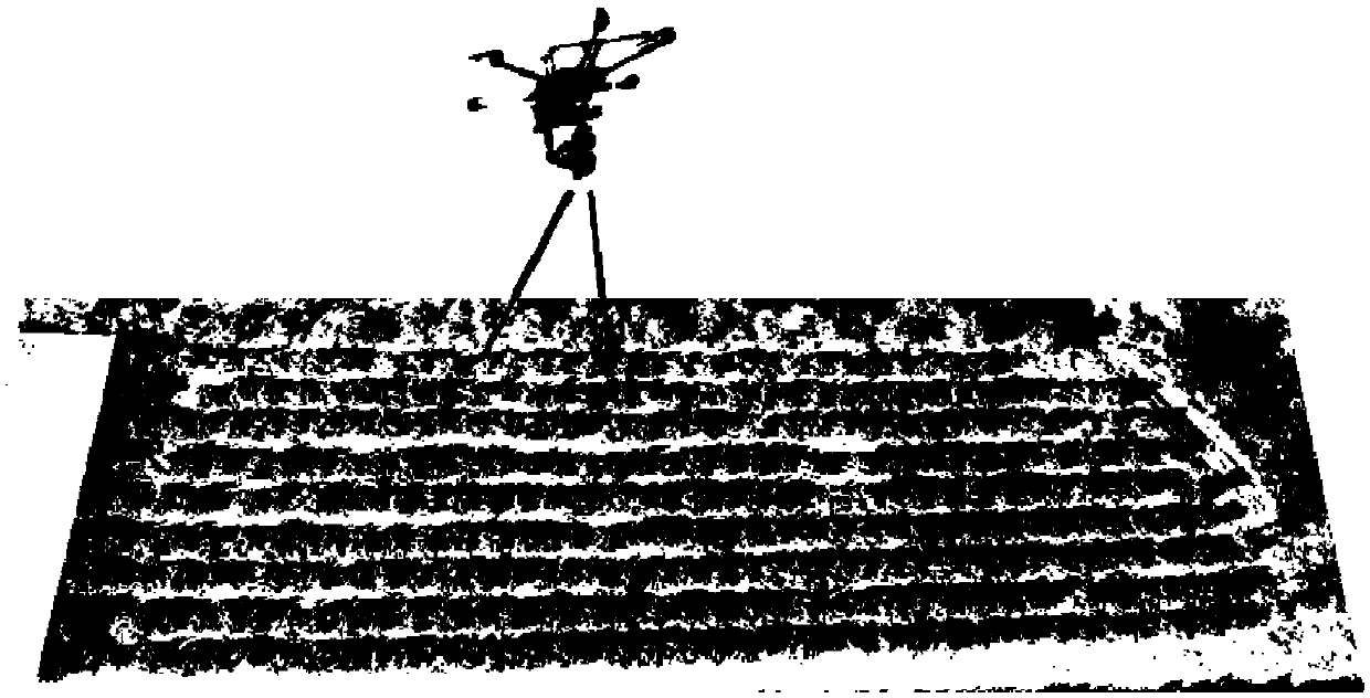 Method, device and system for detecting citrus huanglongbing by low-altitude hyperspectral remote sensing