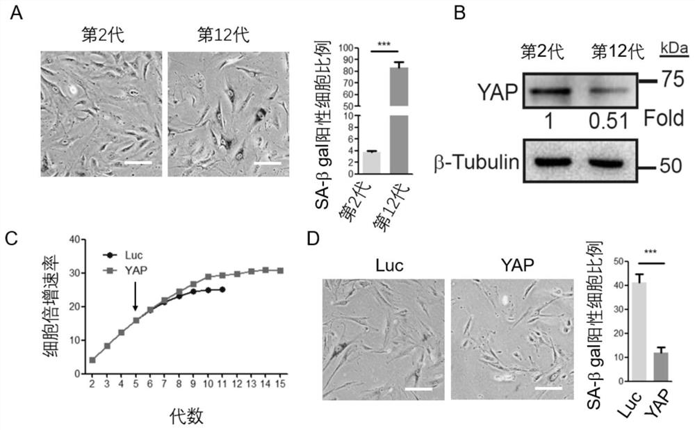 Application of yap in the preparation of products for treating and/or preventing animal osteoarthritis