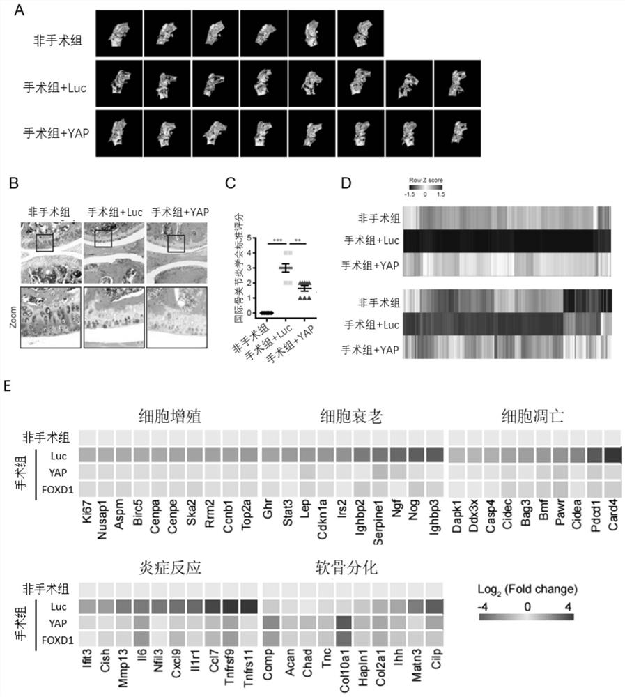 Application of yap in the preparation of products for treating and/or preventing animal osteoarthritis