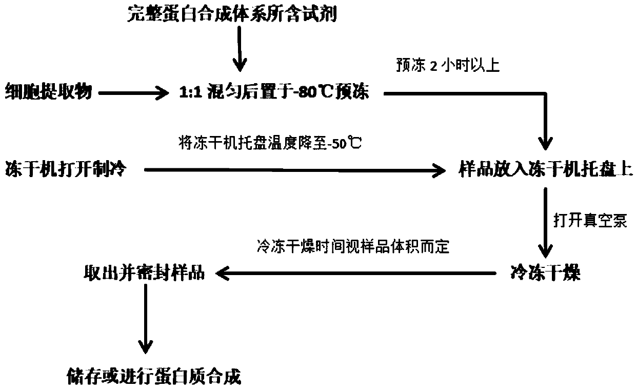 Cell-free freeze-drying preparation for in-vitro protein synthesis, and preparation method and application of cell-free freeze-drying preparation