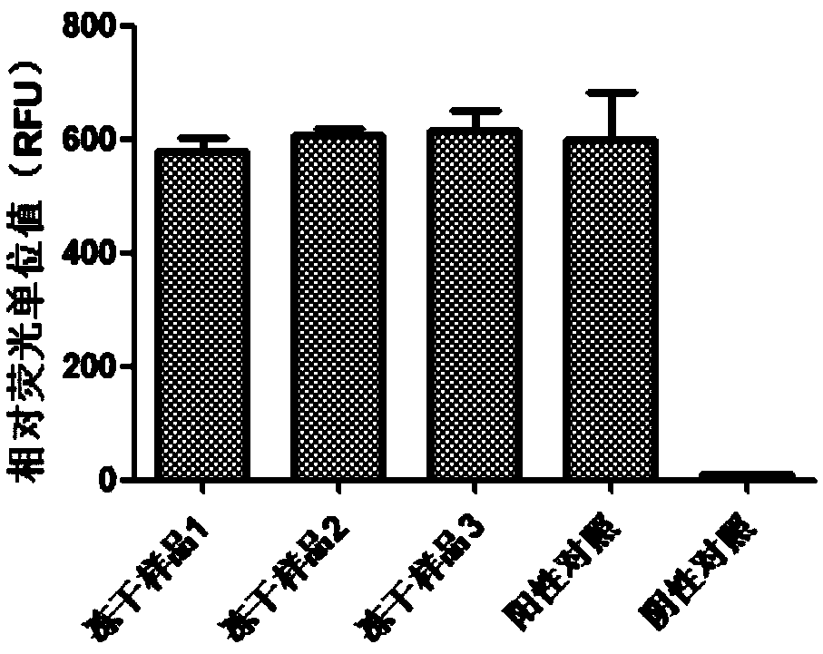 Cell-free freeze-drying preparation for in-vitro protein synthesis, and preparation method and application of cell-free freeze-drying preparation