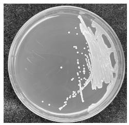 Hansenula anomala MP261 capable of inhibiting phytopathogen and application of hansenula anomala MP261