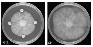 Hansenula anomala MP261 capable of inhibiting phytopathogen and application of hansenula anomala MP261