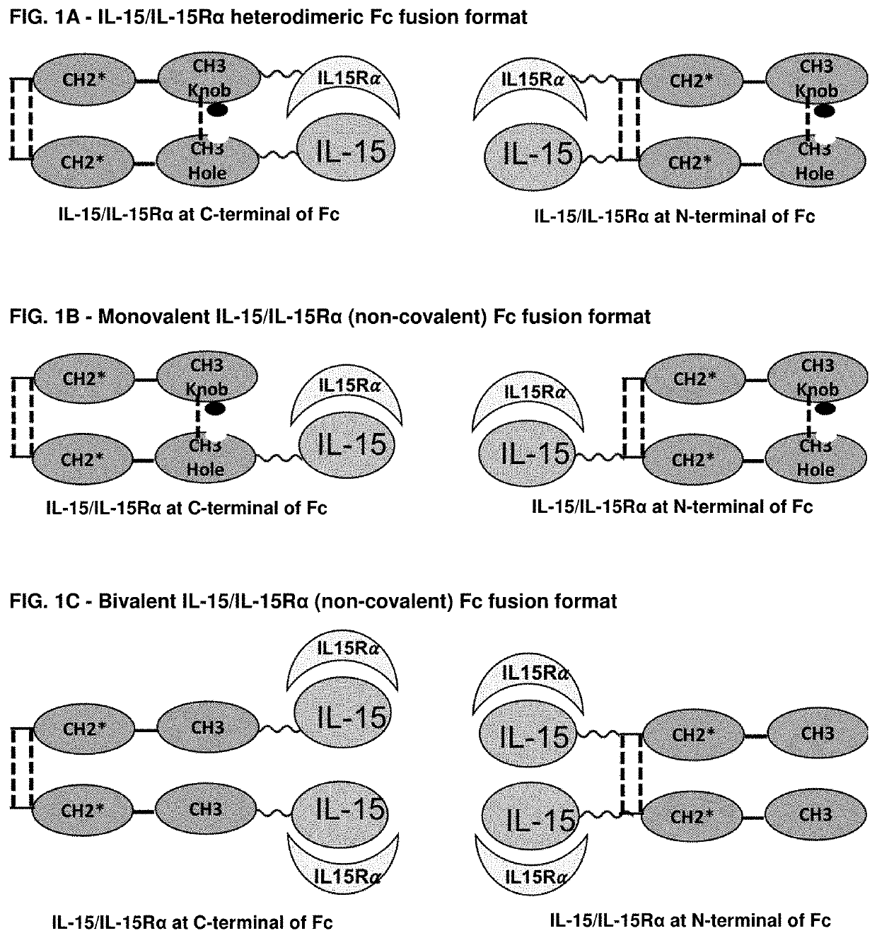 Novel interleukin-15 (il-15) fusion proteins and uses thereof