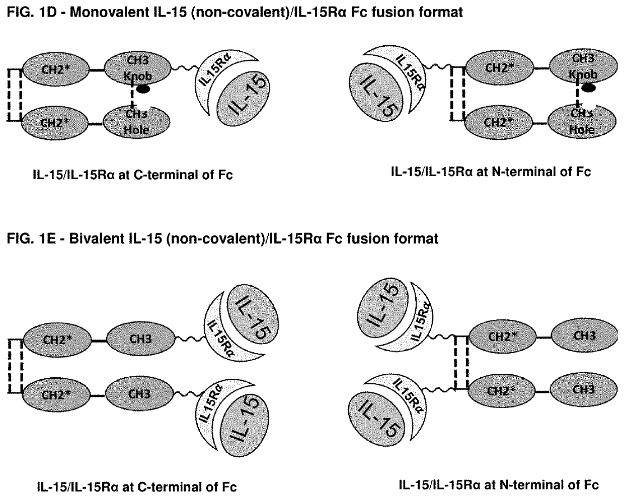 Novel interleukin-15 (il-15) fusion proteins and uses thereof