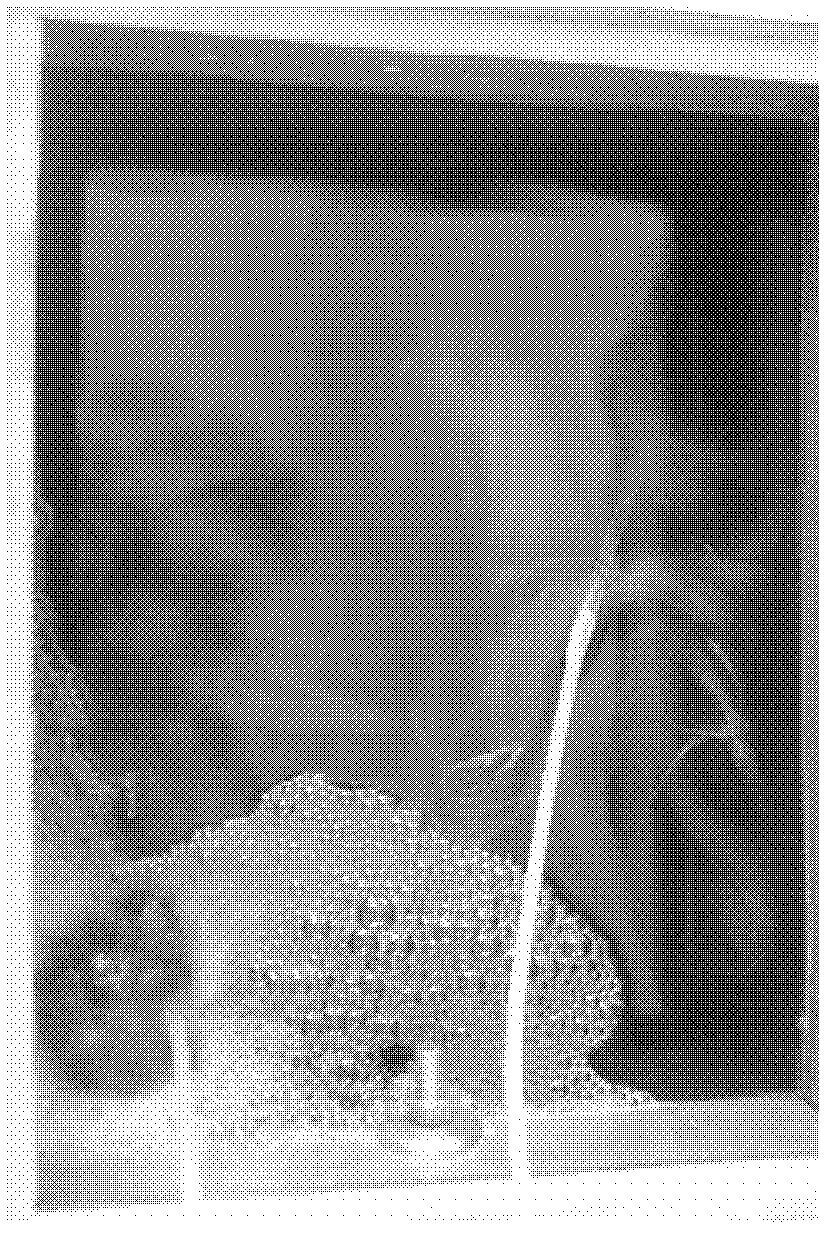 Epicoccum nigrum DB3 bacterial strain as well as preparation and application thereof