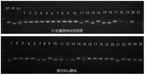 A molecular marker hf2-indel related to watermelon pulp firmness and its application