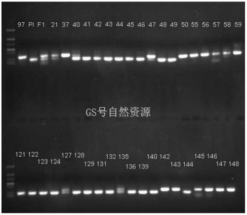 A molecular marker hf2-indel related to watermelon pulp firmness and its application