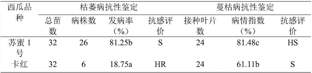 Rapid identification method of combined resistance to watermelon and melon wilt and gummy stem blight in seedling stage