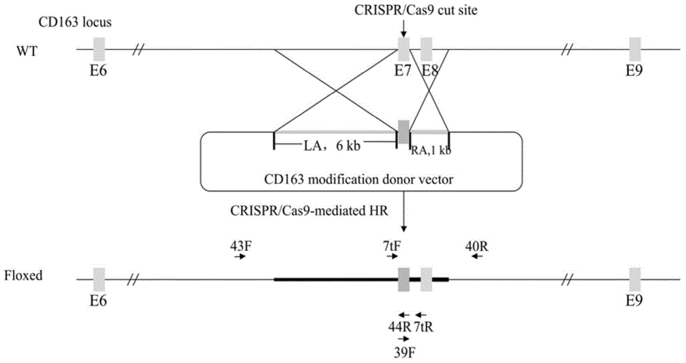 Method of cloning reproductive and respiratory syndrome resisting pig