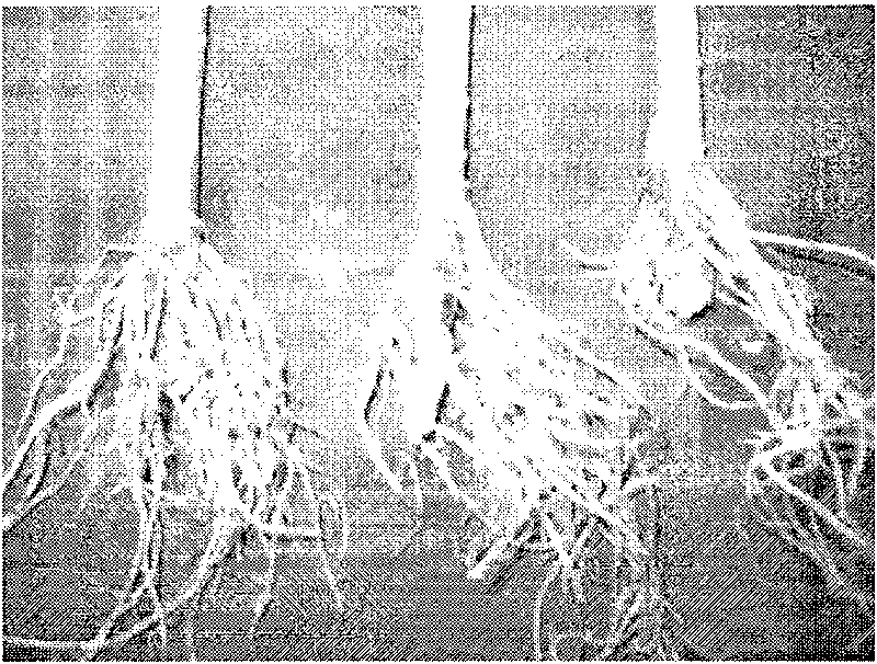 Three-dimensional raise seedling method and product thereof