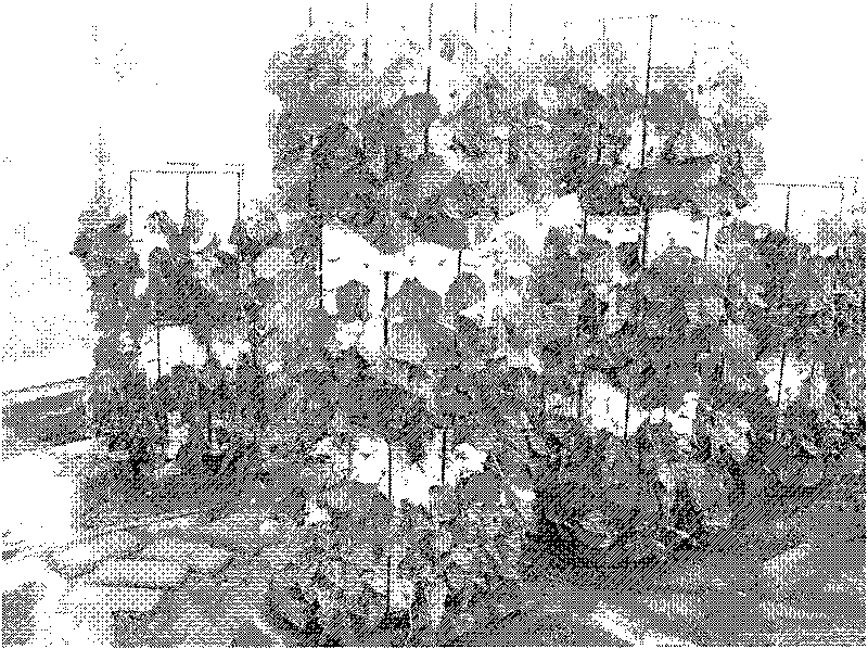 Three-dimensional raise seedling method and product thereof