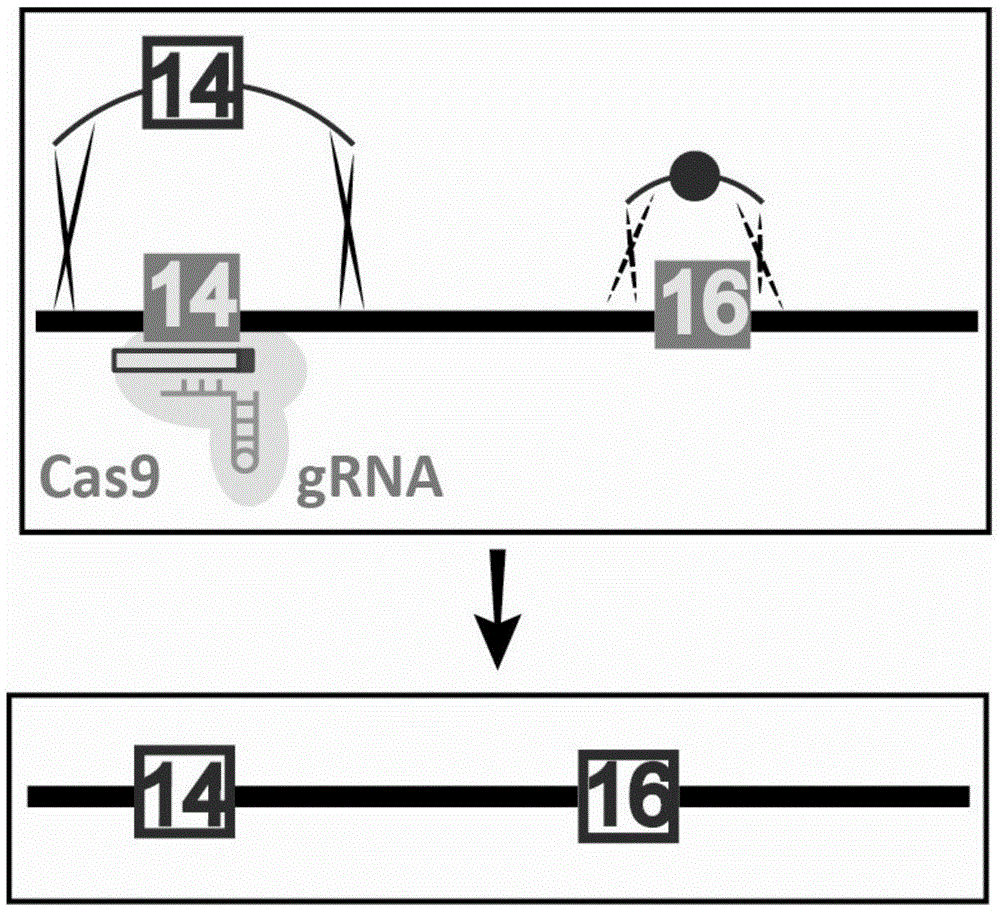 Site-directed mutation method for genomes of saccharomyces cerevisiae