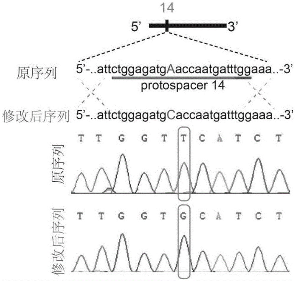 Site-directed mutation method for genomes of saccharomyces cerevisiae