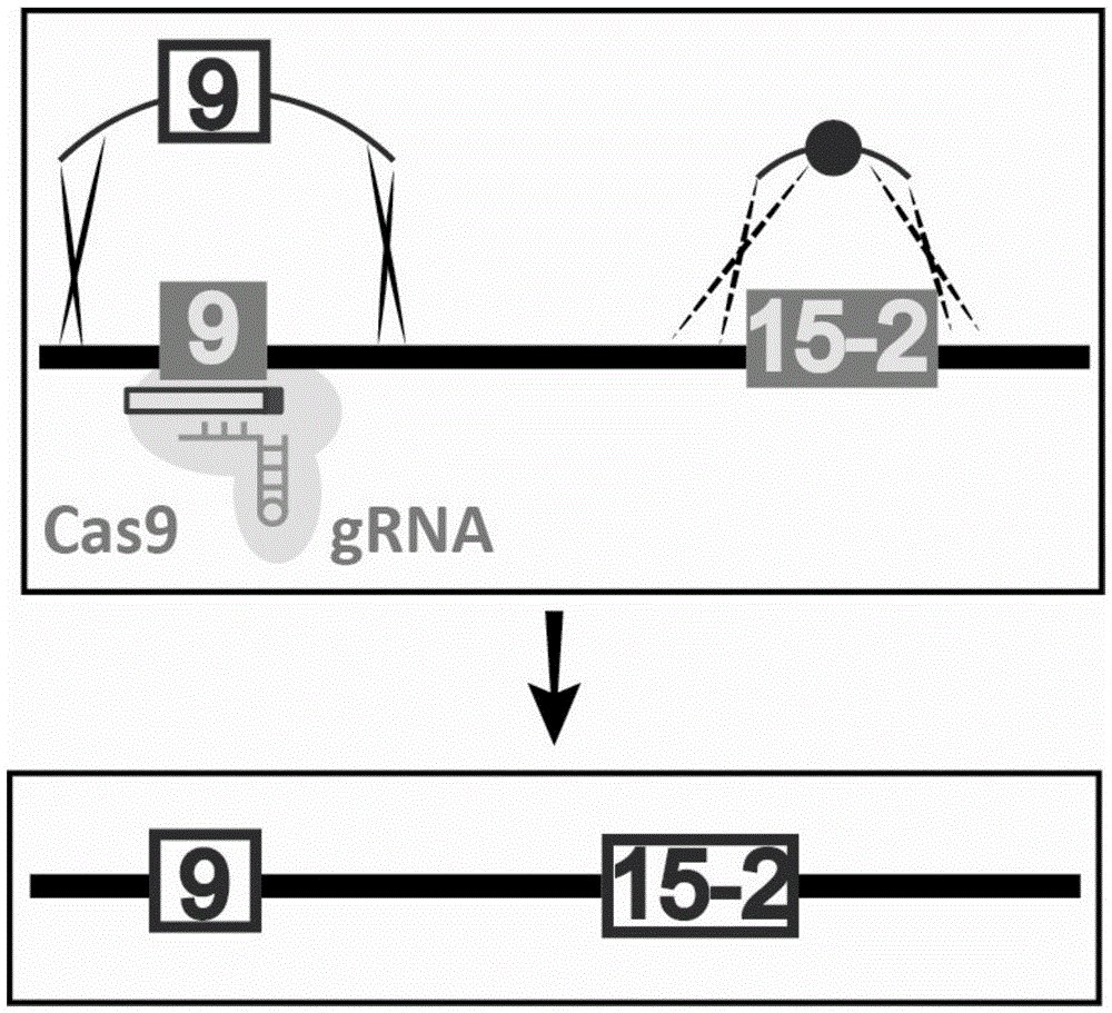 Site-directed mutation method for genomes of saccharomyces cerevisiae