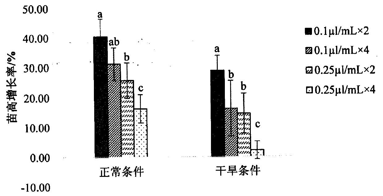 Application of [beta]-myrcene in preparation of medicago sativa drought resistance and growth promotion