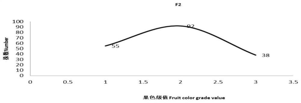 Molecular marker related to pericarp color under eggplant sepal coverage and application