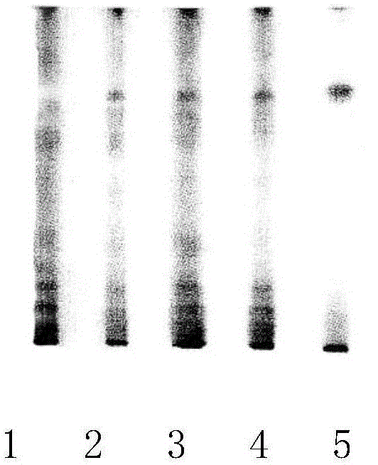 Method for detecting newly increased detection components in traditional Chinese medicinal Tang Herb for treating AIDS