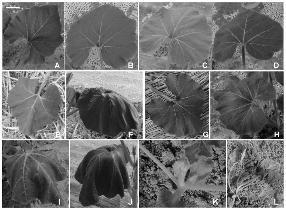 Pumpkin heat resistance field identification method