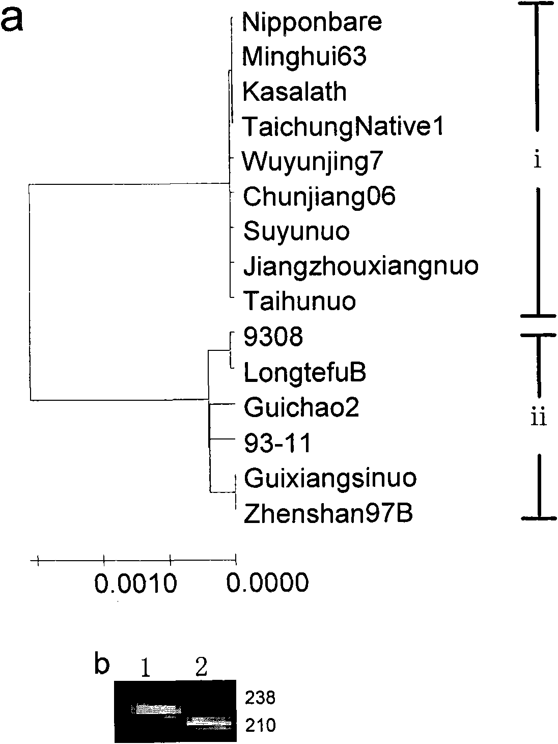 Molecular marker of gene for regulating gelatinization temperature of rice and application thereof