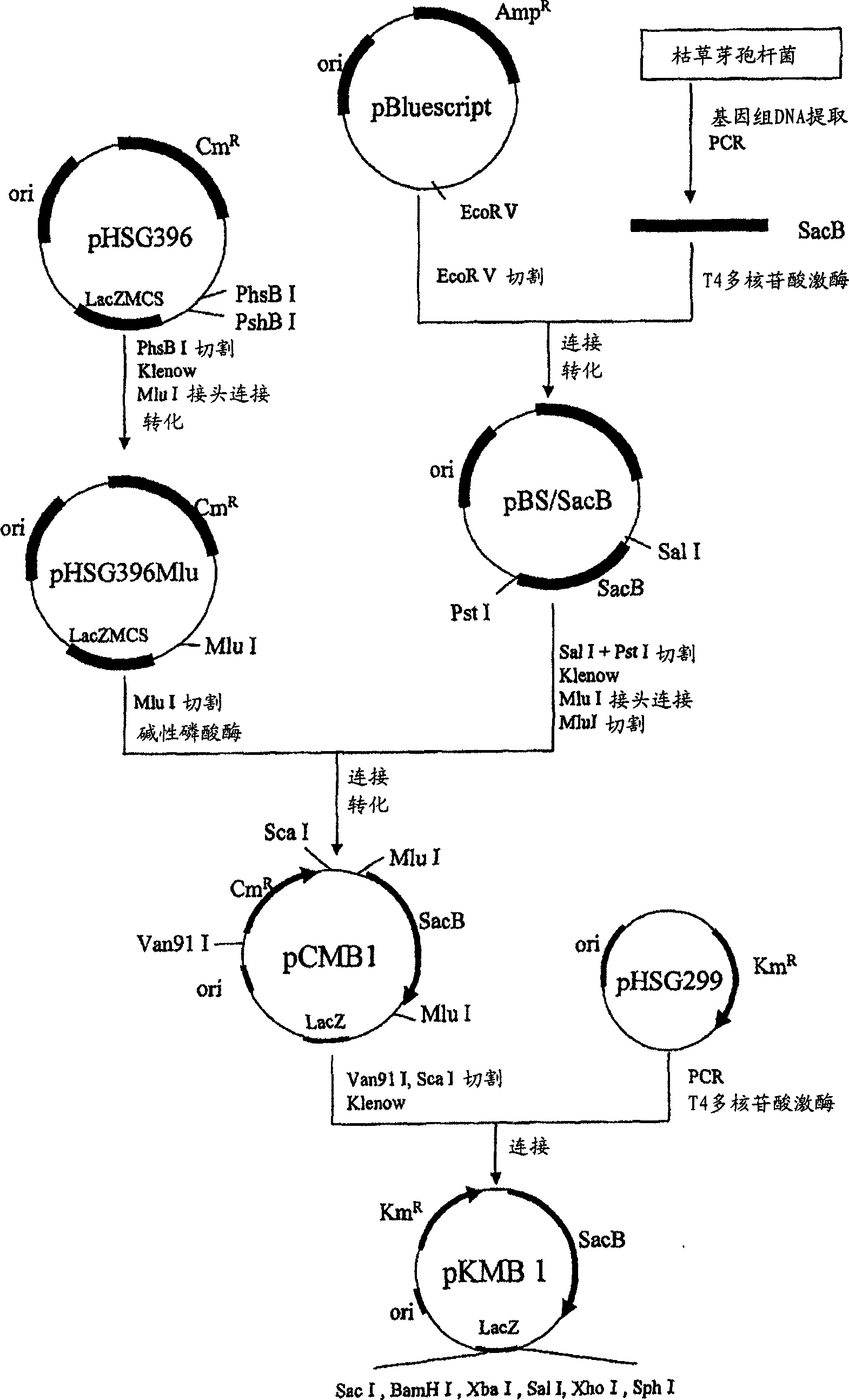 Method for producing succinic acid