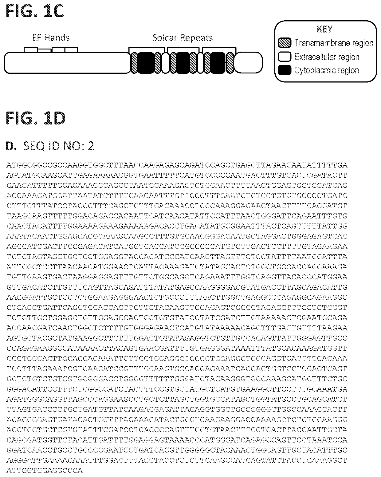 Polynucleotides encoding citrin for the treatment of Citrullinemia type 2