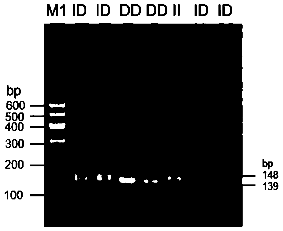 DNA detection method for detecting weight trait of black-head sheep in western Shandong and application of DNA detection method