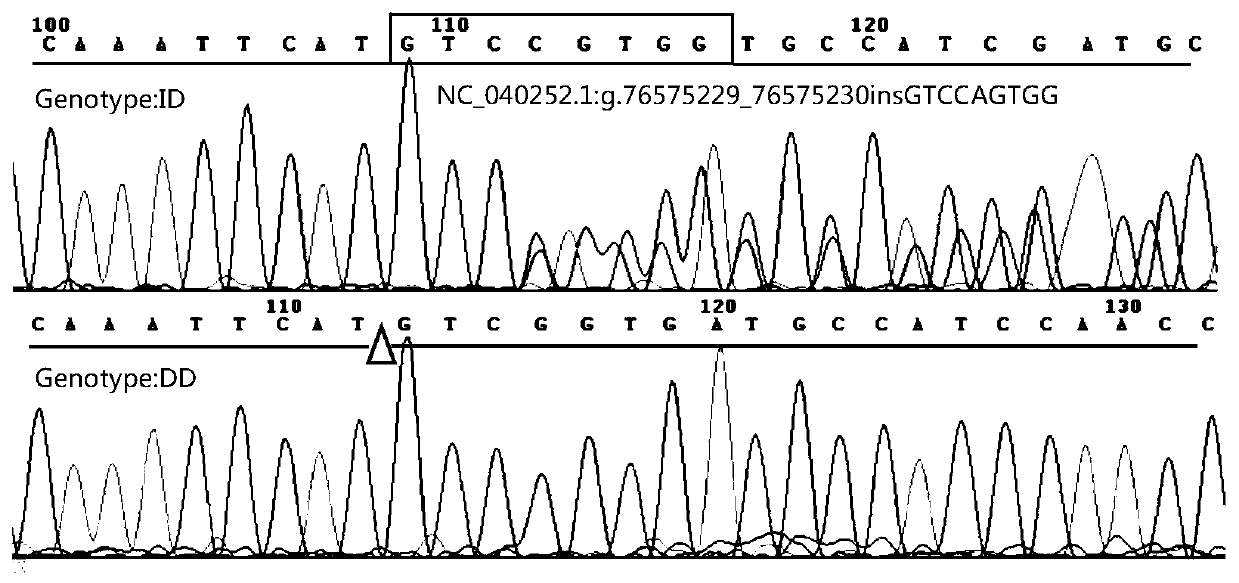 DNA detection method for detecting weight trait of black-head sheep in western Shandong and application of DNA detection method