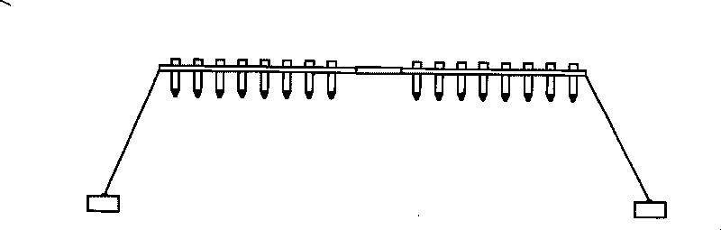 Cultivation method and apparatus for sea asparagus