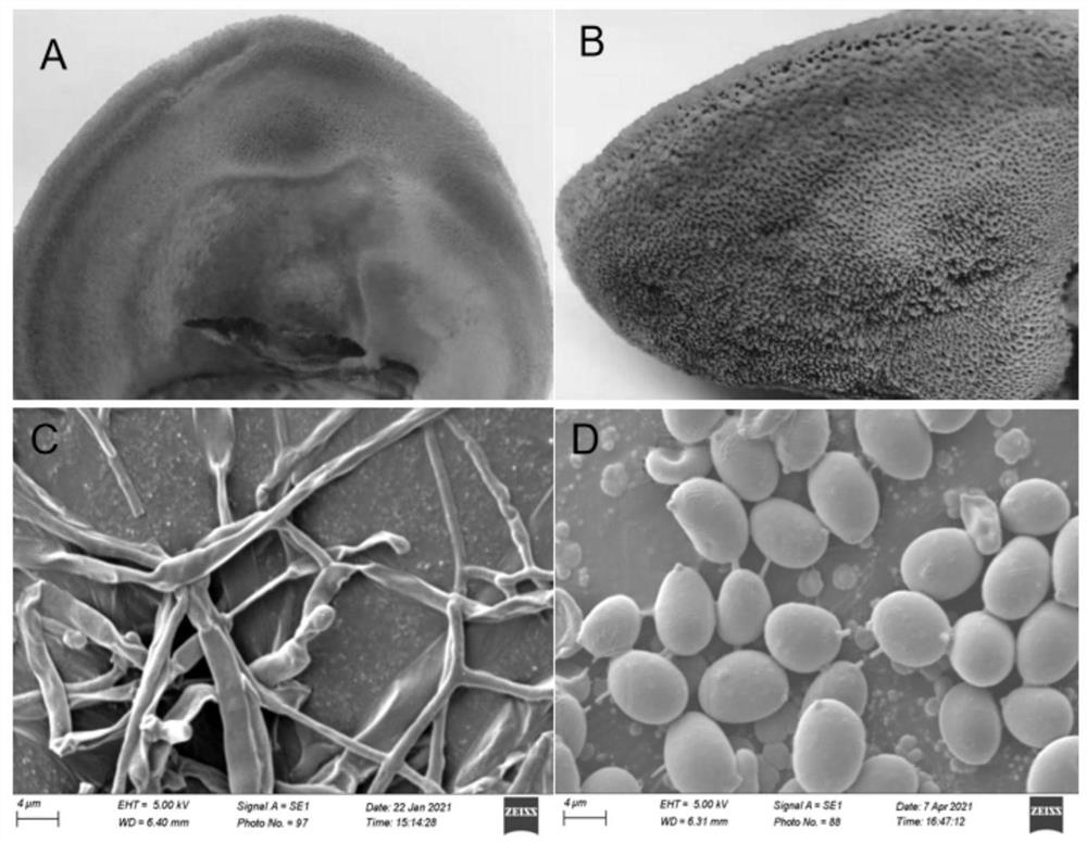 Inonotus sp. CM01 and application thereof