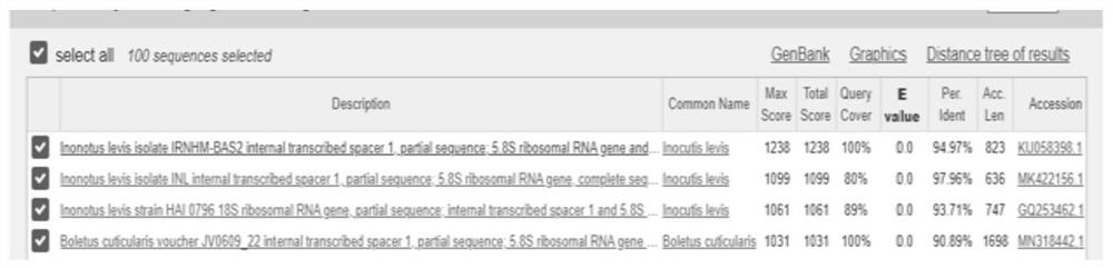 Inonotus sp. CM01 and application thereof