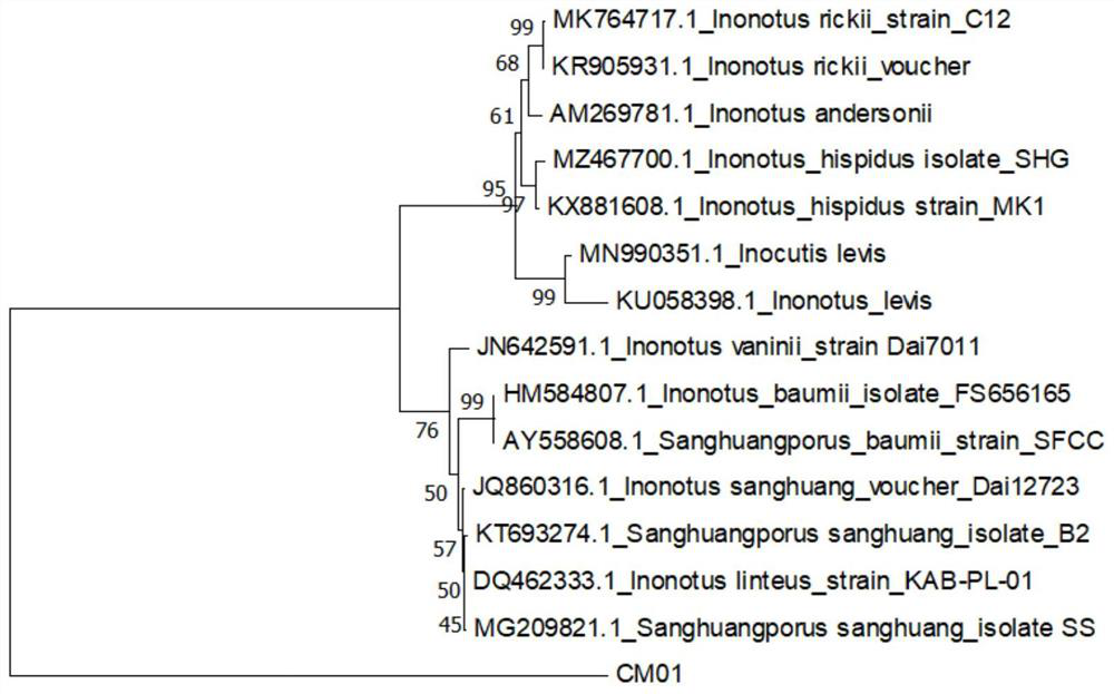 Inonotus sp. CM01 and application thereof