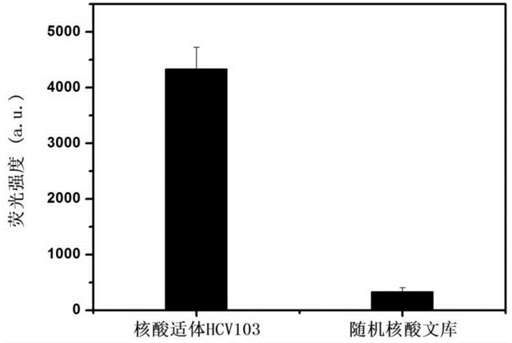 Aptamer with affinity to viral hepatitis C core antigen and application thereof