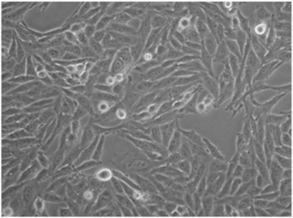 Treatment method of mycoplasma contamination