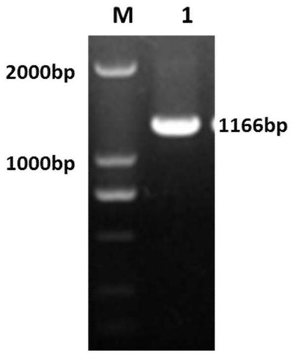 A method for constructing a zebrafish heart-specific expression model and related vectors