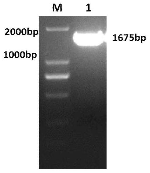 A method for constructing a zebrafish heart-specific expression model and related vectors