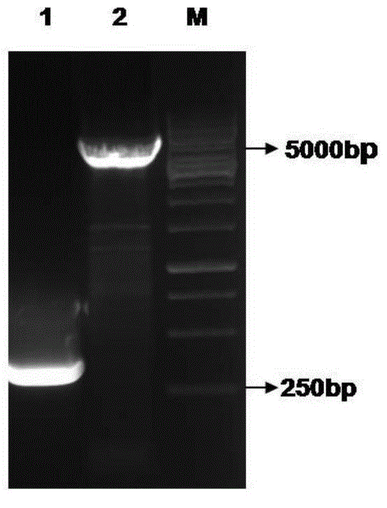 AGV2 (avian gyrovirus 2) type soluble VP3 (viral protein 3) and preparation method thereof