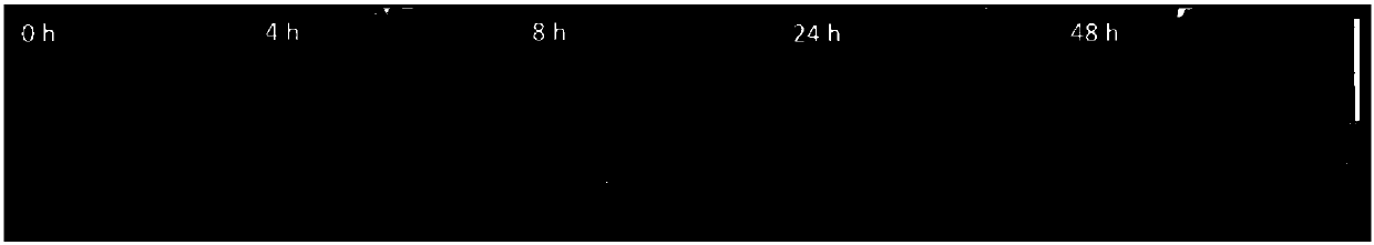 Diagnosis and treatment preparation with multi-stimuli-responsive medicine controlled release function and preparation method and application thereof