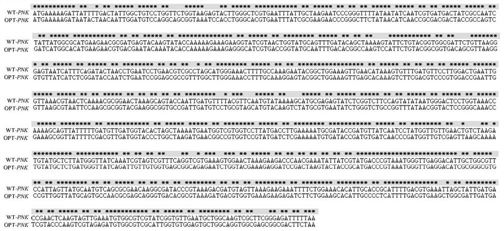 Nucleic acid molecule of codon-optimized T4 polynucleotide kinase and expression method of nucleic acid molecule