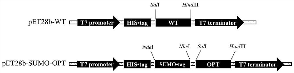 Nucleic acid molecule of codon-optimized T4 polynucleotide kinase and expression method of nucleic acid molecule