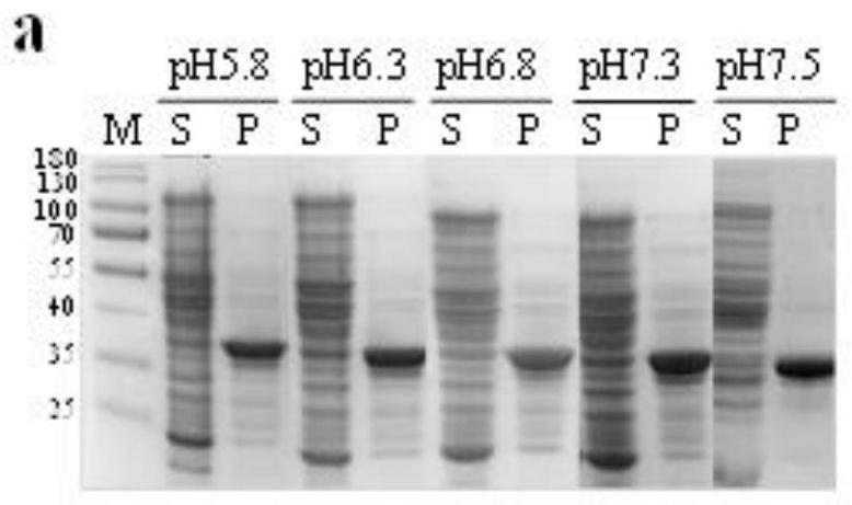 Nucleic acid molecule of codon-optimized T4 polynucleotide kinase and expression method of nucleic acid molecule