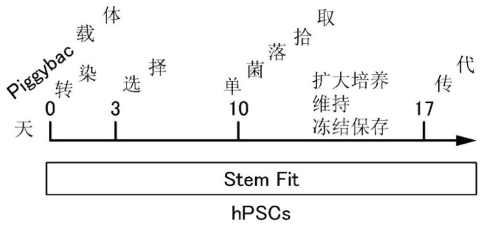 Method for producing microalbumin-positive nerve cells, cells, and differentiation-inducing agent