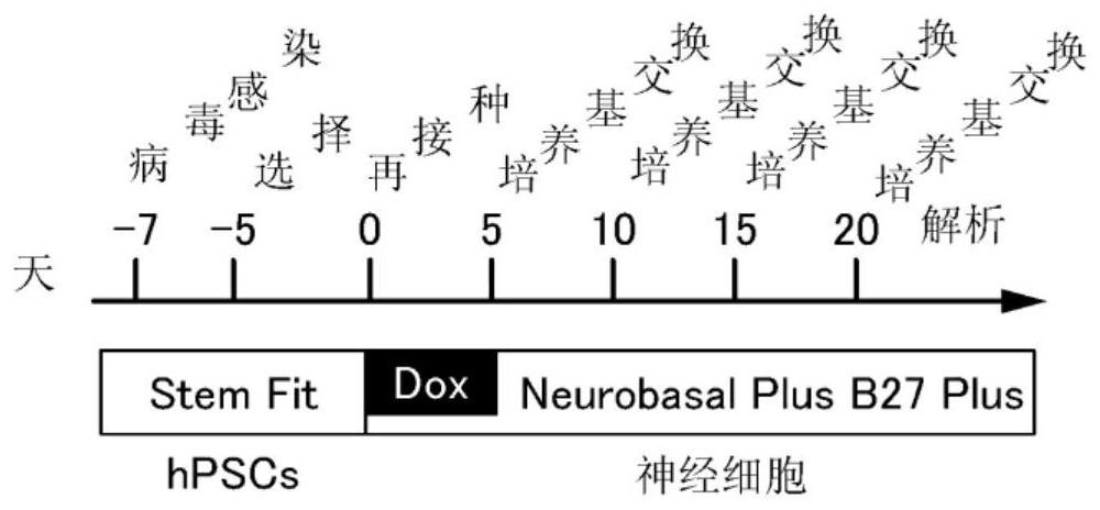 Method for producing microalbumin-positive nerve cells, cells, and differentiation-inducing agent