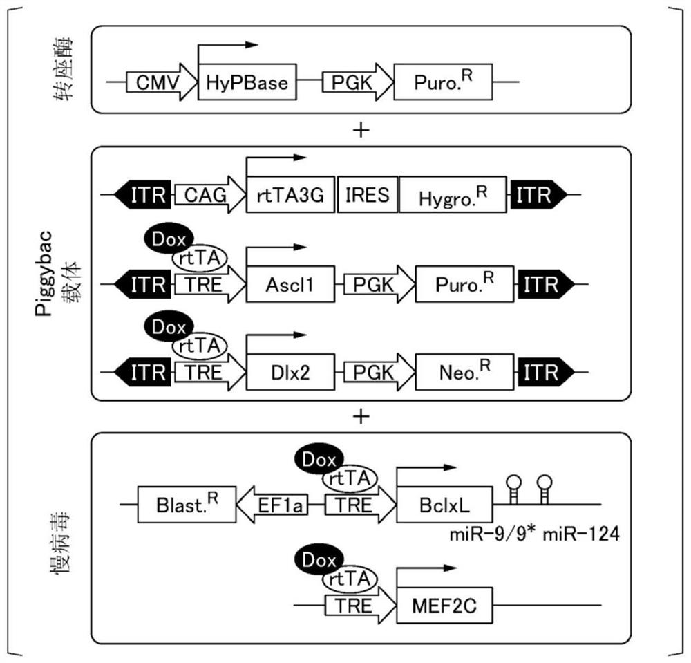 Method for producing microalbumin-positive nerve cells, cells, and differentiation-inducing agent