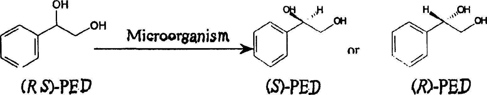 Method for preparing optical pure phenylethanediol by utilizing microbial stereoselectivity transformation and its special-purpose microbe