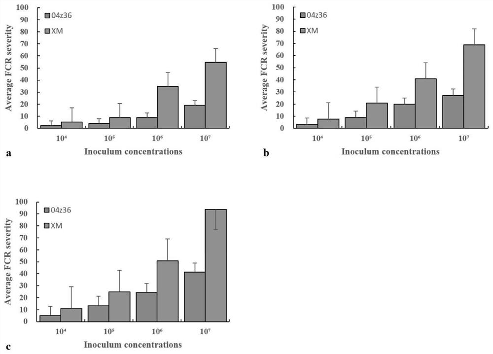 Wheat basal stem rot resistance identification method