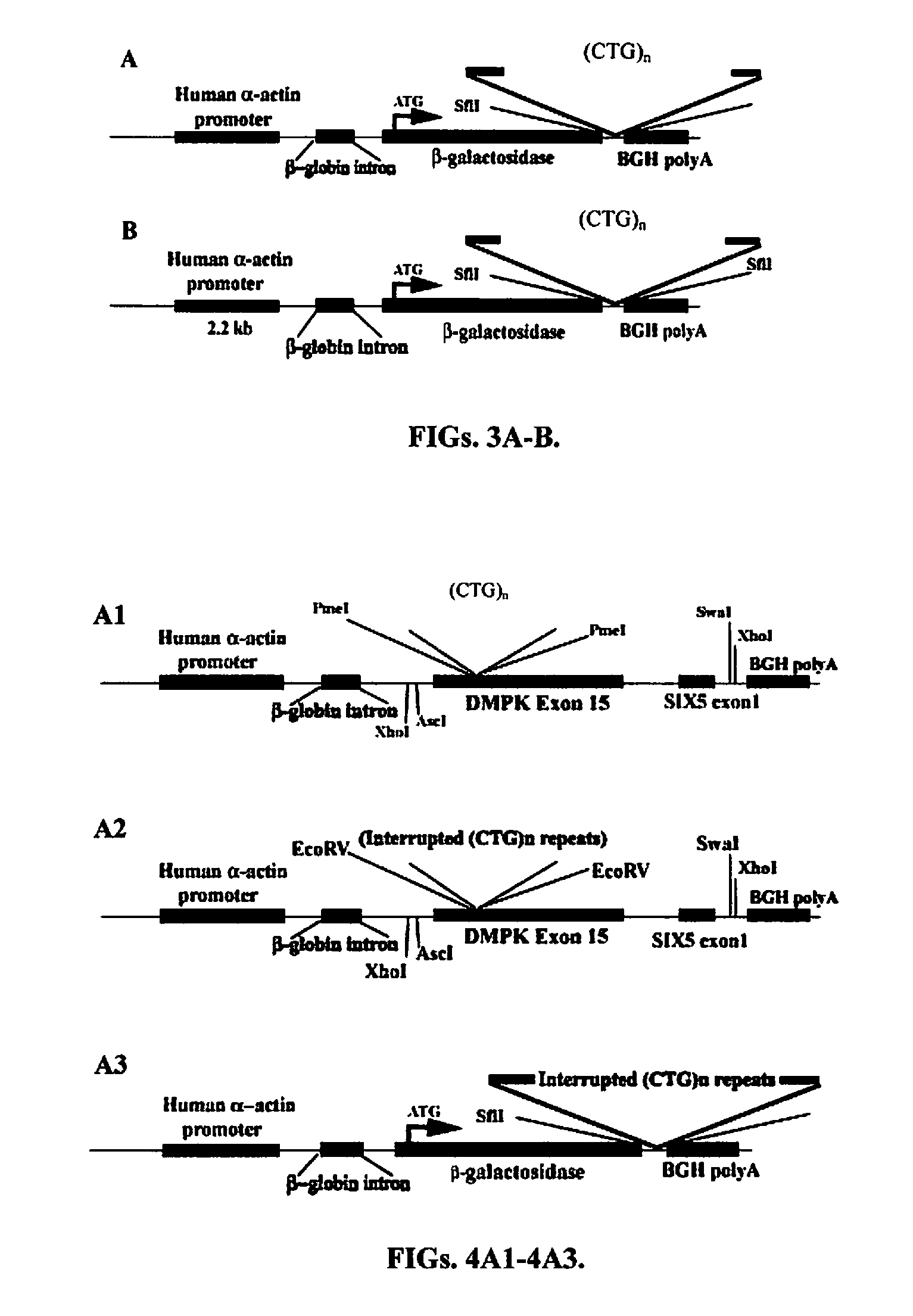 Methods and compositions involving nucleotide repeat disorders