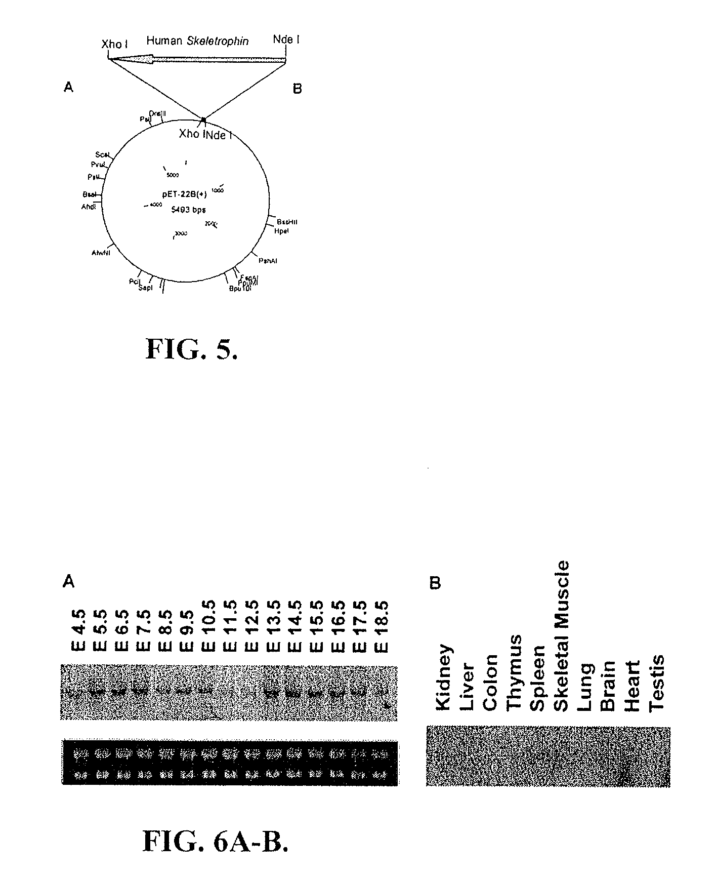 Methods and compositions involving nucleotide repeat disorders