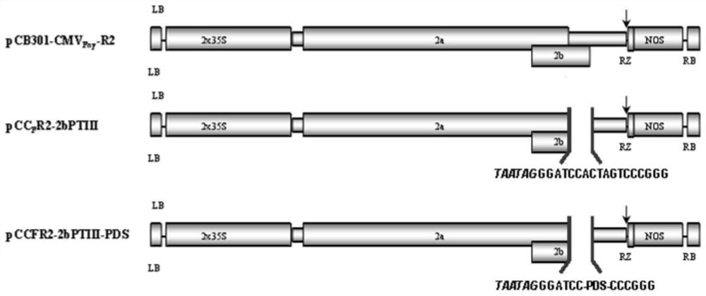 Mutant plasmid vector containing cucumber mosaic virus Fny isolate RNA2 and application thereof