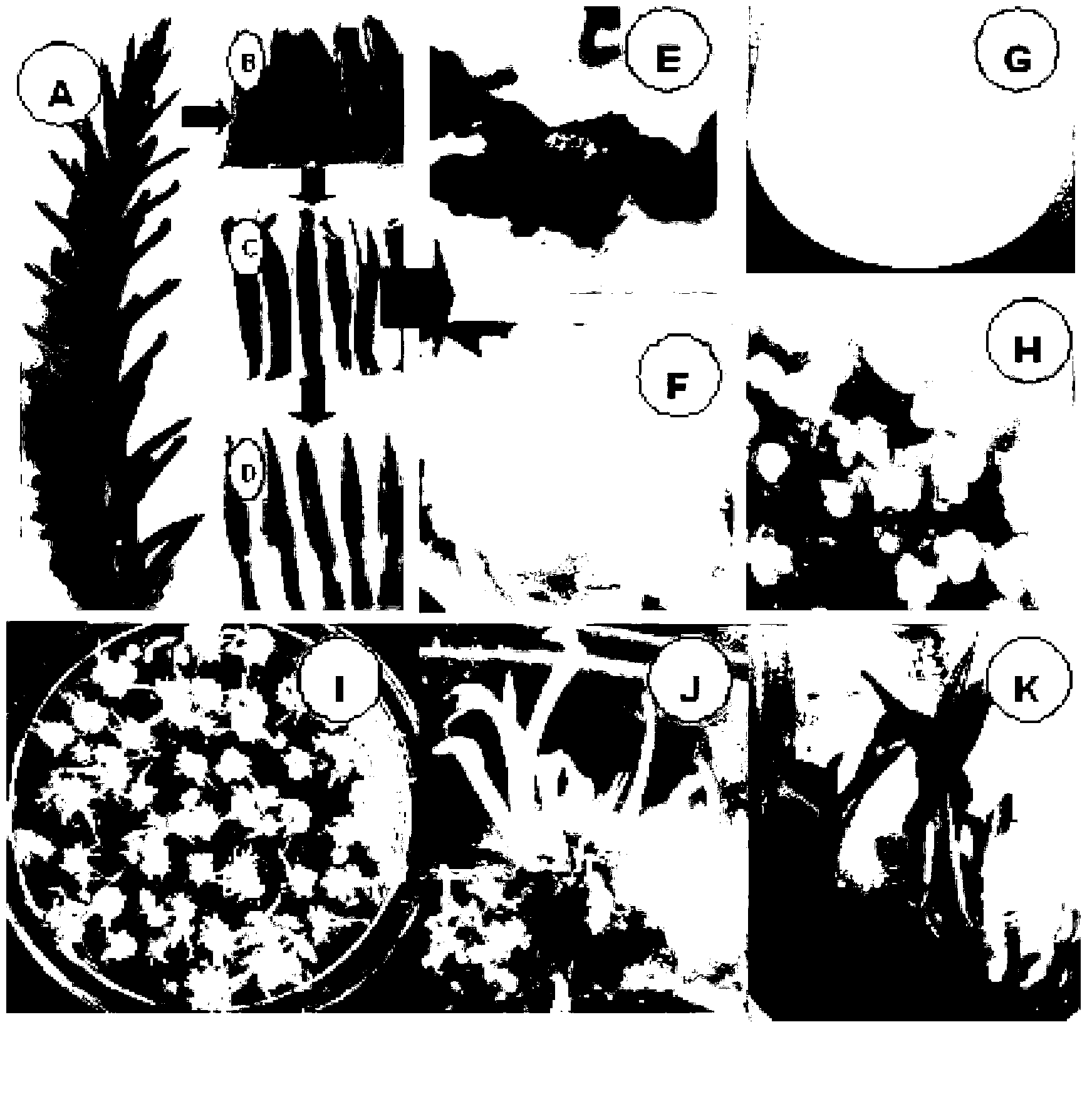 Method for efficiently regenerating plant through Hedychium coccineum Buch.-Ham somatic embryogenesis